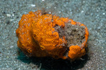 Tunicata