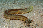 Holothuroidea
