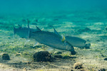 Mugilidae