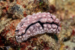 Phyllidiopsis