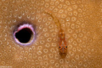 Bryaninops
