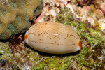 Luriinae