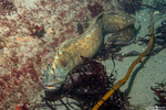 Perciformes