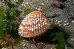 Clinocardium