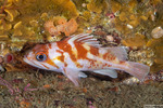 Sebastes (Pteropodus)