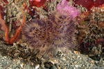 Annelida