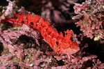 Blenniiformes