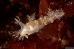 Dendronotoidea