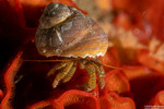 Paguridae