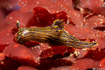 Polycerinae