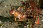 Blenniiformes
