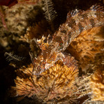 Clinidae