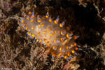 Proctonotoidea