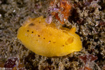 Doridoidea