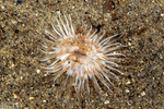 Diadumene