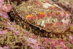 Lepetellida