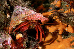 Pagurus