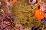 Leptothecata