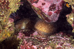 Xiphisterinae