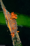 Triophinae