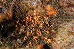 Cirratulidae