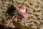 Paguridae