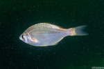 Embiotocidae