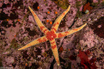 Asteriidae