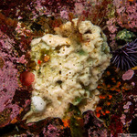 Haplosclerida