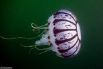 Semaeostomeae