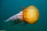 Scyphozoa