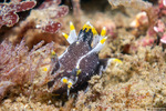 Polycerinae
