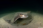 Myliobatis