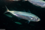 Trachurus
