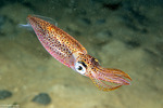 Coleoidea