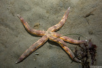 Paxillosida