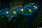 Thaliacea