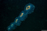 Thaliacea