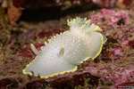 Cadlina