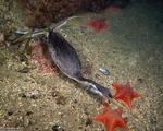 Tetrapoda