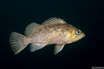 Sebastes