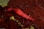 Alpheoidea