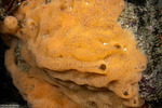 Calcarea