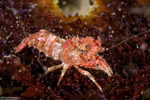 Alpheoidea