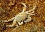 Malacostraca