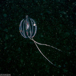Ctenophora