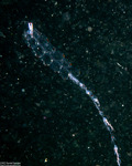 Hydroidolina