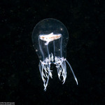 Hydrozoa