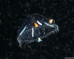 Leptothecata