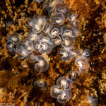 Phoronidae